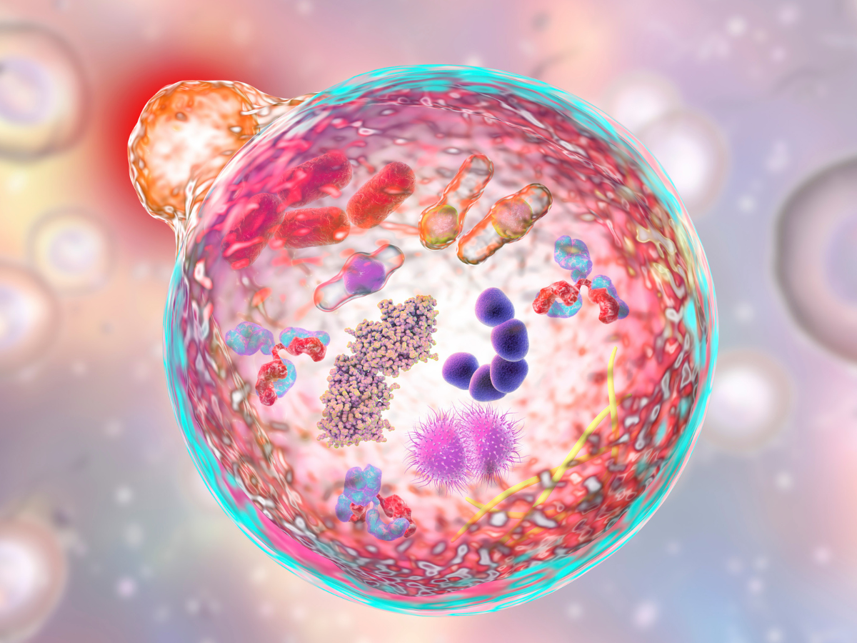 How Autophagy Keeps You Healthy (and How to Activate It)