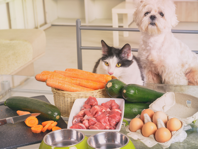 Healthy Habits for Your Furry Friends: Pet Health Essentials for Wellness