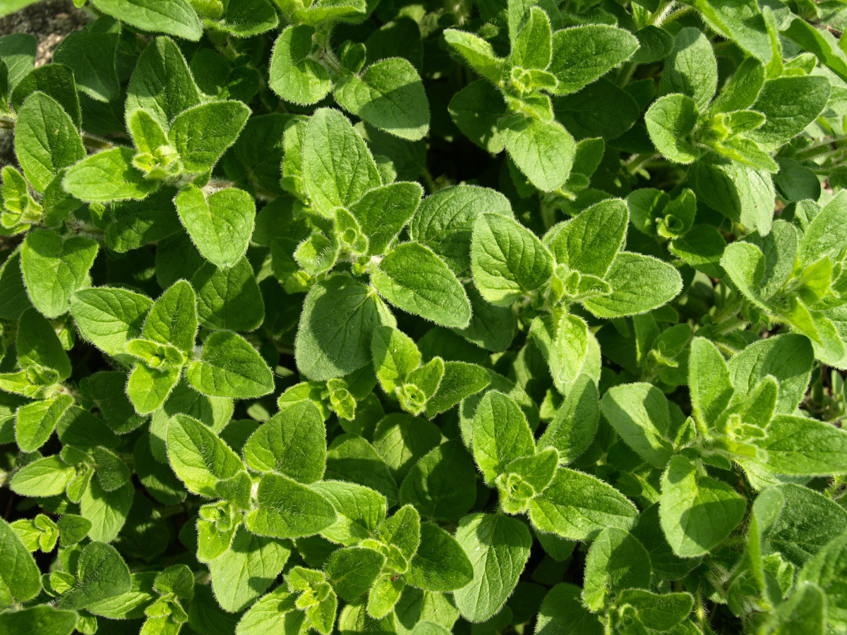 How Oregano Supports Gut Health and Microbial Diversity?