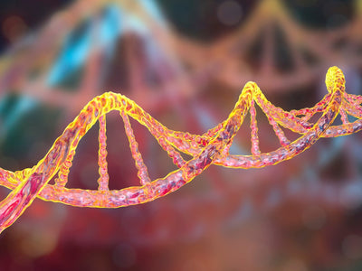 To Eat or Not To Eat: Food and MTHFR Gene