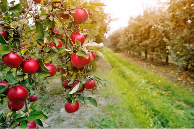 What’s in Season? Nutrient-Dense Foods for Late Summer and Early Fall