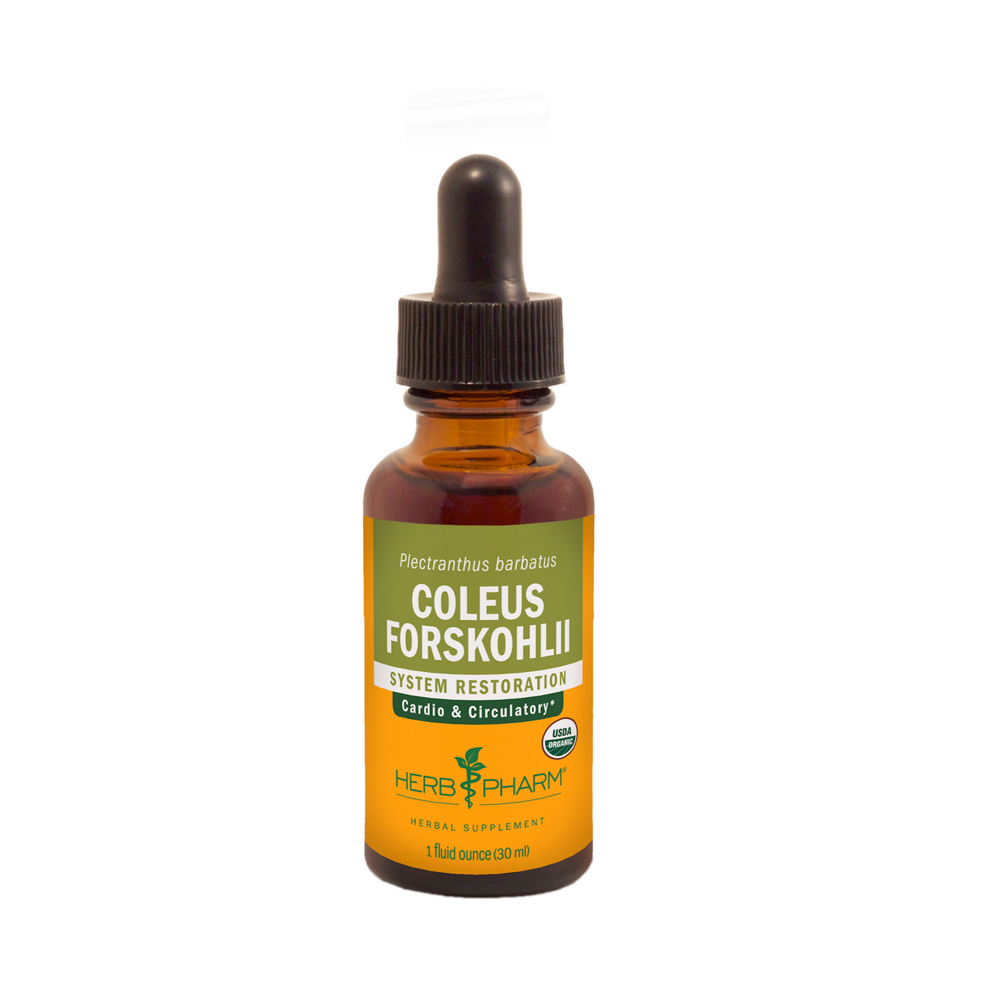 Coleus Forskohlii  Curated Wellness