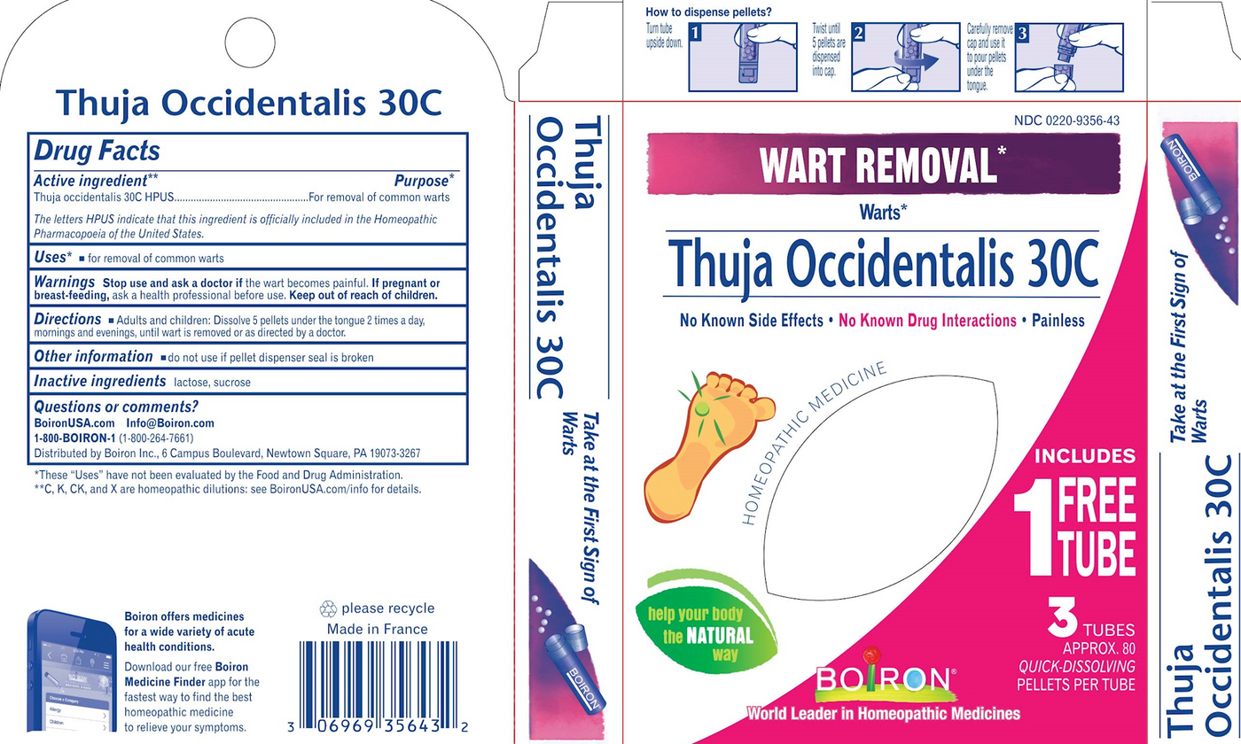 Thuja occidentalis 30C 80 plts Curated Wellness