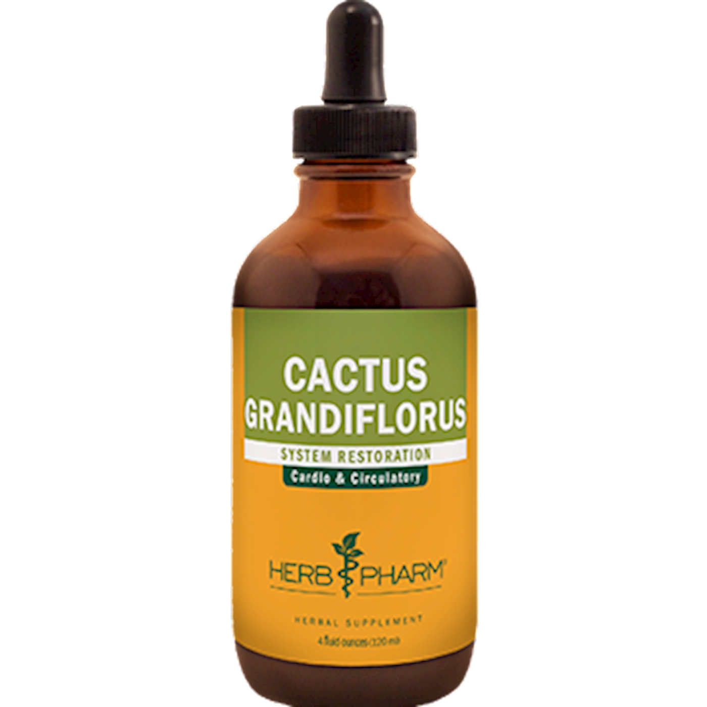 Cactus  Curated Wellness