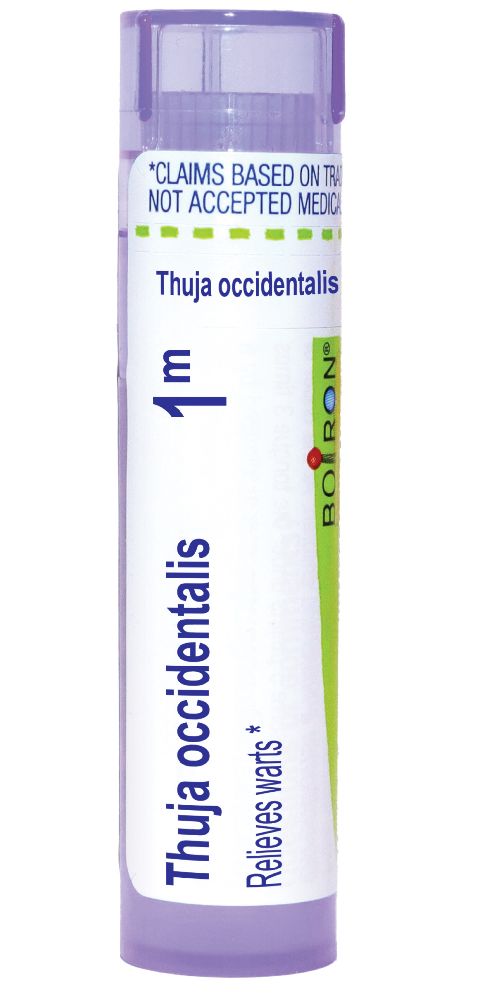Thuja occidentalis 1M 80 plts Curated Wellness