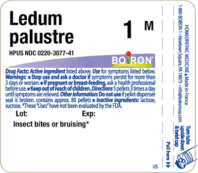 Ledum palustre 1M 80 plts Curated Wellness
