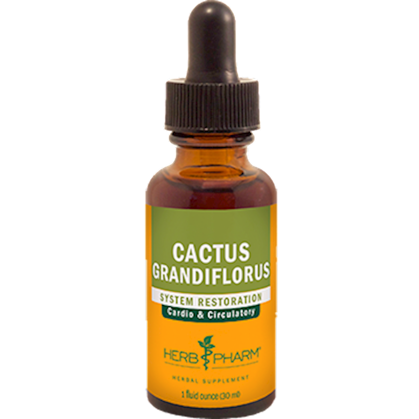 Cactus  Curated Wellness