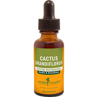 Cactus  Curated Wellness