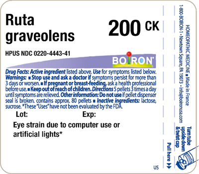 Ruta graveolens 200CK 80 plts Curated Wellness