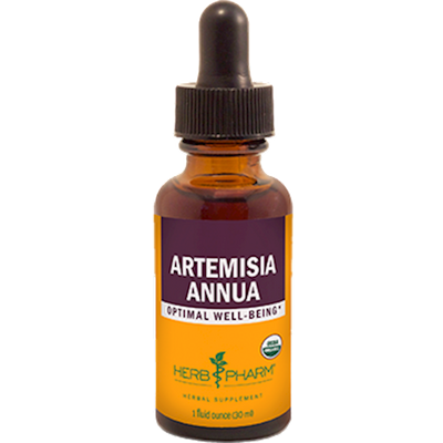 Artemisia annua  Curated Wellness