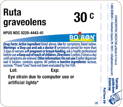 Ruta graveolens 30C 80 plts Curated Wellness